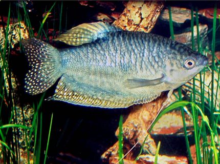 freshwater fish - trichogaster trichopterus - opaline gourami stocking in 72 gallons tank - Gourami freshwater fish - trichogaster trichopterus - opaline gourami stocking in 72 gallons tank - Gourami