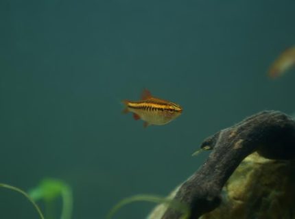 freshwater fish - puntius titteya - albino cherry barb stocking in 95 gallons tank - Puntius titteya female freshwater fish - puntius titteya - albino cherry barb stocking in 95 gallons tank - Puntius titteya female