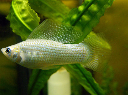 freshwater fish - poecilia latipinna - dalmatian molly stocking in 32 gallons tank - White Molly freshwater fish - poecilia latipinna - dalmatian molly stocking in 32 gallons tank - White Molly