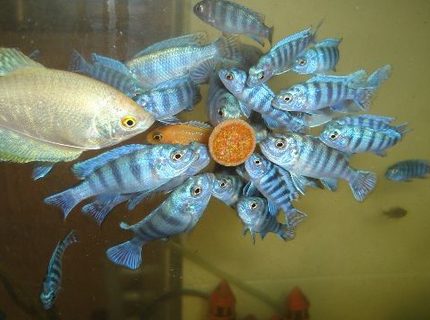 freshwater fish - trichogaster trichopterus - blue gourami stocking in 70 gallons tank - cichlid malawi gurami freshwater fish - trichogaster trichopterus - blue gourami stocking in 70 gallons tank - cichlid malawi gurami