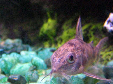 freshwater fish - corydoras paleatus - peppered cory cat stocking in 10 gallons tank - Peppered Corydora Catfish freshwater fish - corydoras paleatus - peppered cory cat stocking in 10 gallons tank - Peppered Corydora Catfish