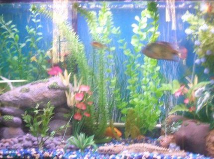 freshwater fish - thorichthys meeki - firemouth cichlid stocking in 30 gallons tank - pic freshwater fish - thorichthys meeki - firemouth cichlid stocking in 30 gallons tank - pic