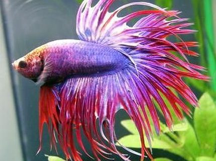 freshwater fish - betta splendens - crown tail betta stocking in 30 gallons tank - pic freshwater fish - betta splendens - crown tail betta stocking in 30 gallons tank - pic