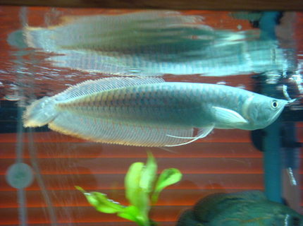 freshwater fish - osteoglossum bicirrhosum - silver arowana stocking in 150 gallons tank - arowana, he is now about 18 inches long freshwater fish - osteoglossum bicirrhosum - silver arowana stocking in 150 gallons tank - arowana, he is now about 18 inches long