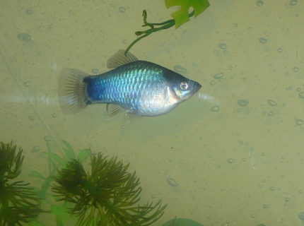 freshwater fish - xiphophorus maculatus - mickey mouse platys stocking in 55 gallons tank - mickey. think is a platy but could be wrong. first picture i could get where he wasn't completely blurry. freshwater fish - xiphophorus maculatus - mickey mouse platys stocking in 55 gallons tank - mickey. think is a platy but could be wrong. first picture i could get where he wasn't completely blurry.