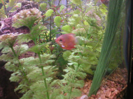 freshwater fish - colisa chuna - honey dwarf gourami stocking in 29 gallons tank - Honey Sunset Gourami freshwater fish - colisa chuna - honey dwarf gourami stocking in 29 gallons tank - Honey Sunset Gourami