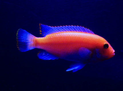 freshwater fish - pseudotropheus estherae - red zebra cichlid stocking in 55 gallons tank - The king of the tank, my Red Zebra. freshwater fish - pseudotropheus estherae - red zebra cichlid stocking in 55 gallons tank - The king of the tank, my Red Zebra.