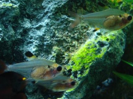 freshwater fish - pristella maxillaris - gold pristella tetra stocking in 55 gallons tank - Three pristella tetras (Pristella maxillaris) staying moderately still at the same time! freshwater fish - pristella maxillaris - gold pristella tetra stocking in 55 gallons tank - Three pristella tetras (Pristella maxillaris) staying moderately still at the same time!