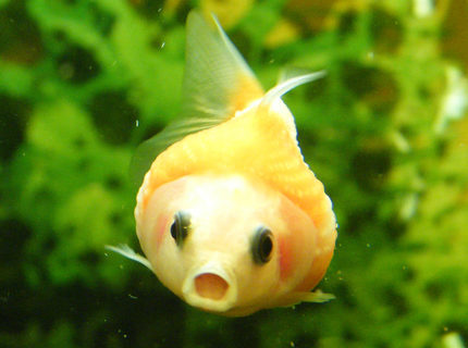 freshwater fish - carassius auratus - goldfish stocking in 32 gallons tank - Mini Gold Fish freshwater fish - carassius auratus - goldfish stocking in 32 gallons tank - Mini Gold Fish