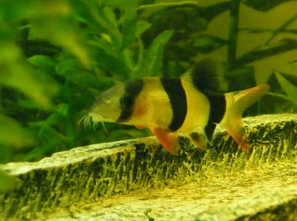freshwater fish - botia macracantha - clown loach stocking in 32 gallons tank - Clown Loach 2 freshwater fish - botia macracantha - clown loach stocking in 32 gallons tank - Clown Loach 2
