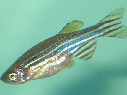 freshwater fish - danio rerio - zebra danio stocking in 10 gallons tank - Zebra Danio freshwater fish - danio rerio - zebra danio stocking in 10 gallons tank - Zebra Danio