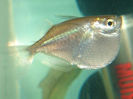 freshwater fish - gasteropelecus sternicla - silver hatchet stocking in 10 gallons tank - Silver Hatchetfish freshwater fish - gasteropelecus sternicla - silver hatchet stocking in 10 gallons tank - Silver Hatchetfish