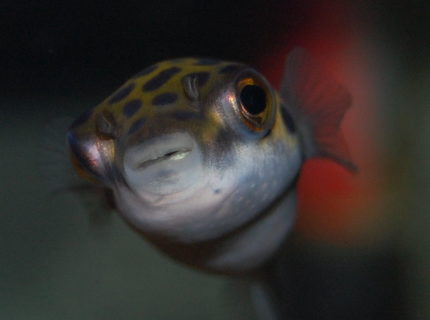 freshwater fish - tetraodon nigroviridis - green spotted puffer stocking in 20 gallons tank - Green Puffer freshwater fish - tetraodon nigroviridis - green spotted puffer stocking in 20 gallons tank - Green Puffer