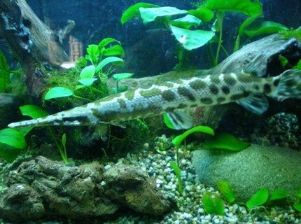 freshwater fish - lepisosteus platyrhincus - garfish stocking in 100 gallons tank - Another one of my babies! freshwater fish - lepisosteus platyrhincus - garfish stocking in 100 gallons tank - Another one of my babies!