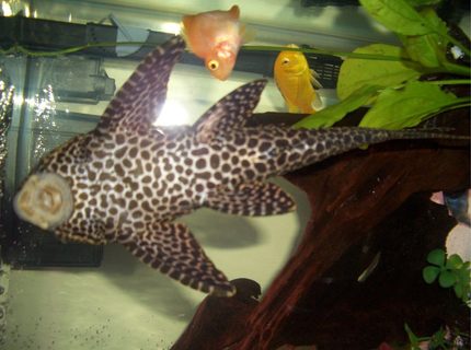 freshwater fish - hypostomus punctatus - trinidad pleco stocking in 45 gallons tank - Trinidad Pleco freshwater fish - hypostomus punctatus - trinidad pleco stocking in 45 gallons tank - Trinidad Pleco