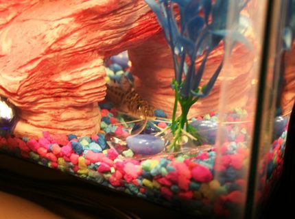 freshwater fish - pimelodus pictus - pictus cat stocking in 10 gallons tank - This is my Pictus Catfish. I call her Britney because she is camera shy. :) freshwater fish - pimelodus pictus - pictus cat stocking in 10 gallons tank - This is my Pictus Catfish. I call her Britney because she is camera shy. :)