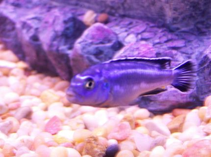 freshwater fish - melanochromis cyaneorhabdos - maingano cichlid stocking in 46 gallons tank - mangano cichlid freshwater fish - melanochromis cyaneorhabdos - maingano cichlid stocking in 46 gallons tank - mangano cichlid