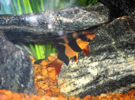 freshwater fish - botia macracantha - clown loach stocking in 125 gallons tank - Clown Loaches freshwater fish - botia macracantha - clown loach stocking in 125 gallons tank - Clown Loaches