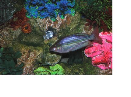freshwater fish - melanotaenia praecox - praecox rainbow stocking in 110 gallons tank - rainbow fish freshwater fish - melanotaenia praecox - praecox rainbow stocking in 110 gallons tank - rainbow fish
