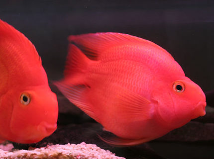 freshwater fish - heros severus x amphilophus citrinellum - blood parrot stocking in 75 gallons tank - pOOyan's parrots freshwater fish - heros severus x amphilophus citrinellum - blood parrot stocking in 75 gallons tank - pOOyan's parrots