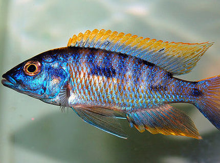Rated #4: Freshwater Fish - Protomelas Steveni - Taiwan Reef Stocking In 135 Gallons Tank - Peacock cichlid Rated #4: Freshwater Fish - Protomelas Steveni - Taiwan Reef Stocking In 135 Gallons Tank - Peacock cichlid