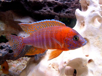 freshwater fish - aulonocara rubescens - ruby red peacock stocking in 55 gallons tank - Red Peacock, manual, micro mode, overhead lighting. freshwater fish - aulonocara rubescens - ruby red peacock stocking in 55 gallons tank - Red Peacock, manual, micro mode, overhead lighting.