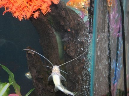 freshwater fish - phractocephalus hemioliopterus - redtail cat stocking in 43 gallons tank - Loach playing hide and seek. Can you find me? freshwater fish - phractocephalus hemioliopterus - redtail cat stocking in 43 gallons tank - Loach playing hide and seek. Can you find me?