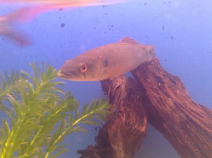 freshwater fish - crenichichla proteus - pike cichlid stocking in 150 gallons tank - my pike chiclid, 1'1" freshwater fish - crenichichla proteus - pike cichlid stocking in 150 gallons tank - my pike chiclid, 1'1"