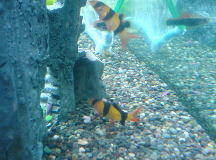freshwater fish - botia macracantha - clown loach stocking in 52 gallons tank - Little Clown loaches freshwater fish - botia macracantha - clown loach stocking in 52 gallons tank - Little Clown loaches