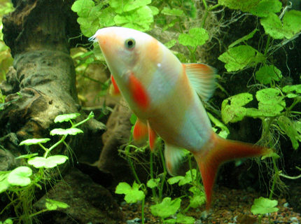 freshwater fish - botia macracantha - clown loach stocking in 55 gallons tank - White Clown Loach - He was normal colors when younger, then the black stripes faded to white. freshwater fish - botia macracantha - clown loach stocking in 55 gallons tank - White Clown Loach - He was normal colors when younger, then the black stripes faded to white.
