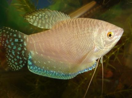 freshwater fish - trichogaster trichopterus - blue gourami stocking in 70 gallons tank - gorami freshwater fish - trichogaster trichopterus - blue gourami stocking in 70 gallons tank - gorami