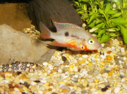 freshwater fish - thorichthys meeki - firemouth cichlid stocking in 90 gallons tank - firemouth 2 freshwater fish - thorichthys meeki - firemouth cichlid stocking in 90 gallons tank - firemouth 2