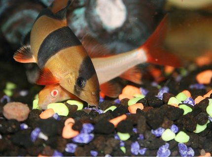 freshwater fish - epalzeorhynchos frenatus - albino rainbow shark stocking in 40 gallons tank - Clown Loach and Red Tailed Shark freshwater fish - epalzeorhynchos frenatus - albino rainbow shark stocking in 40 gallons tank - Clown Loach and Red Tailed Shark