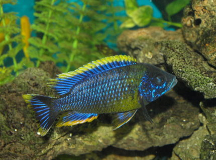 Rated #6: Freshwater Fish - Auloncara Sp. Stocking In 90 Gallons Tank - Auloncara sp. Lawanda Rated #6: Freshwater Fish - Auloncara Sp. Stocking In 90 Gallons Tank - Auloncara sp. Lawanda