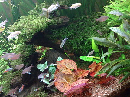 freshwater fish - paracheirodon innesi - neon tetra jumbo stocking in 85 gallons tank - java moss on wood freshwater fish - paracheirodon innesi - neon tetra jumbo stocking in 85 gallons tank - java moss on wood