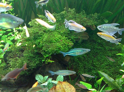 freshwater fish - phenacogrammus interruptus - congo tetra stocking in 85 gallons tank - my congo fish & blue & red rainbow fish freshwater fish - phenacogrammus interruptus - congo tetra stocking in 85 gallons tank - my congo fish & blue & red rainbow fish