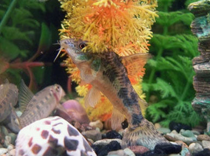 freshwater fish - gyrinocheilos aymonieri - chinese algae eater stocking in 50 gallons tank - chinese algae eater(L) and some sort of catfish (R) being really weird freshwater fish - gyrinocheilos aymonieri - chinese algae eater stocking in 50 gallons tank - chinese algae eater(L) and some sort of catfish (R) being really weird