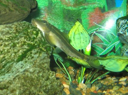 freshwater fish - gyrinocheilos aymonieri - chinese algae eater stocking in 90 gallons tank - 35 YEAR OLD freshwater fish - gyrinocheilos aymonieri - chinese algae eater stocking in 90 gallons tank - 35 YEAR OLD