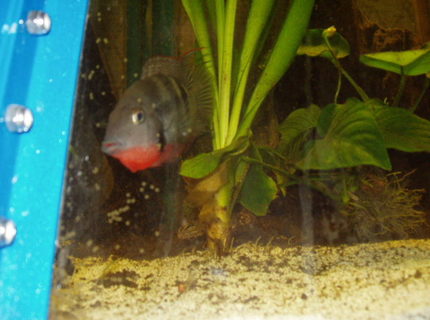 freshwater fish - thorichthys meeki - firemouth cichlid stocking in 230 gallons tank - (Thorichthys meeki) father defending eggs freshwater fish - thorichthys meeki - firemouth cichlid stocking in 230 gallons tank - (Thorichthys meeki) father defending eggs