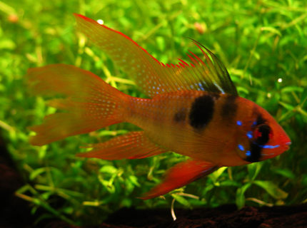 freshwater fish - papiliochromis ramirezi - german blue ram stocking in 240 gallons tank - Microgeophagus ramirezi freshwater fish - papiliochromis ramirezi - german blue ram stocking in 240 gallons tank - Microgeophagus ramirezi