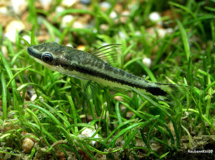 freshwater fish - crossocheilus siamensis - siamese algae eater stocking in 6 gallons tank - Algae Lover freshwater fish - crossocheilus siamensis - siamese algae eater stocking in 6 gallons tank - Algae Lover