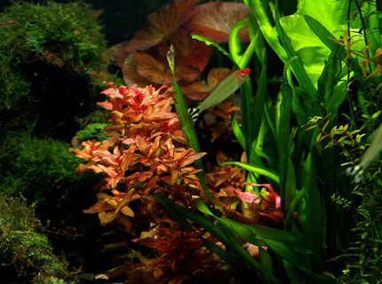 freshwater fish - hemigrammus bleheri - true rummynose tetra stocking in 6 gallons tank - Two Pole freshwater fish - hemigrammus bleheri - true rummynose tetra stocking in 6 gallons tank - Two Pole