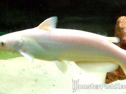 freshwater fish - corydoras aeneus - albino aeneus cory cat stocking in 300 gallons tank - Albino Channel Cat freshwater fish - corydoras aeneus - albino aeneus cory cat stocking in 300 gallons tank - Albino Channel Cat