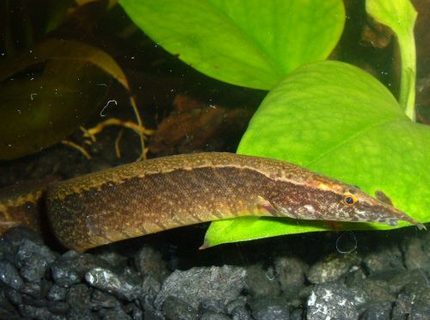 freshwater fish - macrognathus siamensis - peacock eel stocking in 80 gallons tank - Peacock Eel freshwater fish - macrognathus siamensis - peacock eel stocking in 80 gallons tank - Peacock Eel