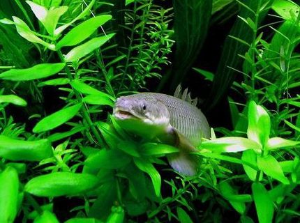 freshwater fish - osteoglossum bicirrhosum - silver arowana stocking in 75 gallons tank - senagal bichir. freshwater fish - osteoglossum bicirrhosum - silver arowana stocking in 75 gallons tank - senagal bichir.
