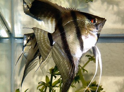 freshwater fish - pterophyllum scalare - angelfish stocking in 20 gallons tank - One of my Pterophyllum Scalare. I love Angel Fish! freshwater fish - pterophyllum scalare - angelfish stocking in 20 gallons tank - One of my Pterophyllum Scalare. I love Angel Fish!