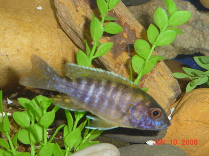 freshwater fish - aulonocara baenschi - sunshine peacock stocking in 75 gallons tank - Sunshine Peacock - Coloring Up Slowly - freshwater fish - aulonocara baenschi - sunshine peacock stocking in 75 gallons tank - Sunshine Peacock - Coloring Up Slowly -