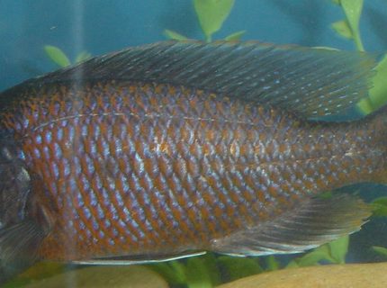freshwater fish - copadichromis borleyi - yellowfin borleyi cichlid stocking in 75 gallons tank - Yellow Fin Borleyi - Male freshwater fish - copadichromis borleyi - yellowfin borleyi cichlid stocking in 75 gallons tank - Yellow Fin Borleyi - Male