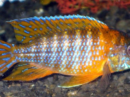 freshwater fish - aulonocara rubescens - ruby red peacock stocking in 75 gallons tank - 3inch german red peacock freshwater fish - aulonocara rubescens - ruby red peacock stocking in 75 gallons tank - 3inch german red peacock