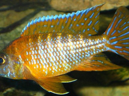 freshwater fish - aulonocara rubescens - ruby red peacock stocking in 75 gallons tank - pic2 of my 3 inch german red peacock freshwater fish - aulonocara rubescens - ruby red peacock stocking in 75 gallons tank - pic2 of my 3 inch german red peacock